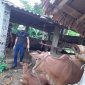 Phú Nghiêm hoàn thành tiêm phòng vắc-xin gia súc, gia cầm đợt 2 năm 2020