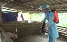 Xuất hiện ổ dịch tả lợn châu Phi đầu tiên tại huyện Quan Hóa